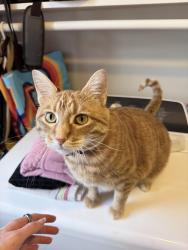Reunited Female Cat last seen Meade Ave and Patterson st, Nashville, TN 37211