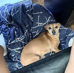 Lost Male Dog last seen Address: 213 W King St, St. Augustine, FL 32084, St. Augustine, FL 32084