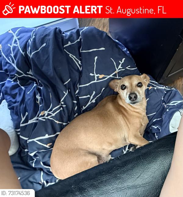 Lost Male Dog last seen Address: 213 W King St, St. Augustine, FL 32084, St. Augustine, FL 32084