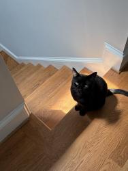 Reunited Male Cat last seen 19th st and R, Washington, DC 20009