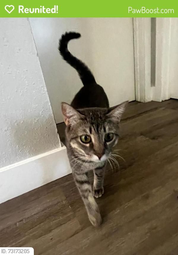Reunited Female Cat last seen Cave creek and nisbet, Phoenix, AZ 85032