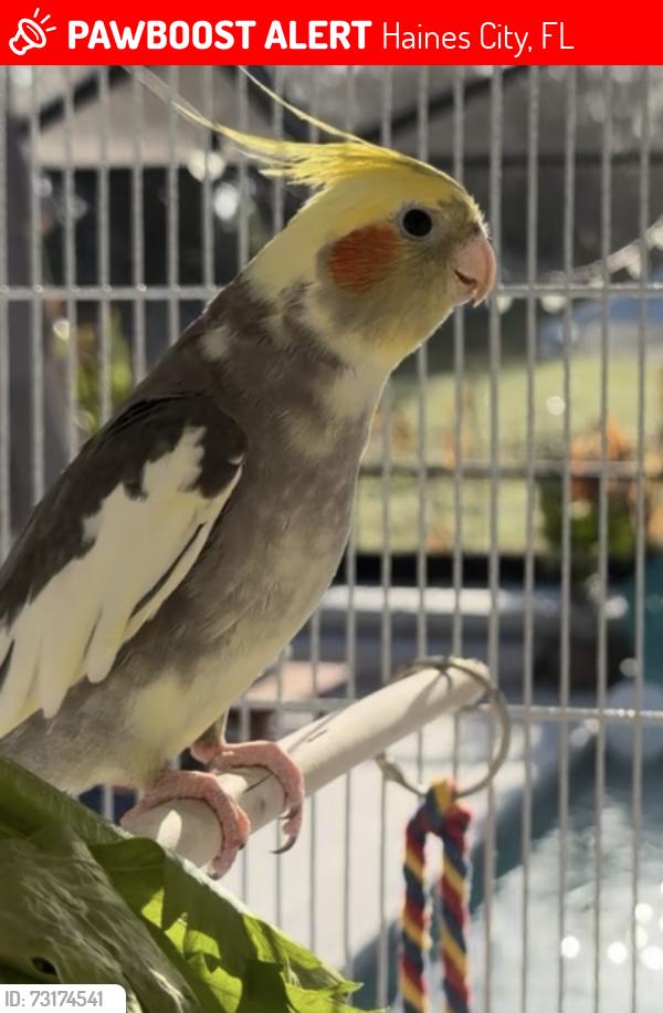 Lost Unknown Bird last seen Lake Eva around, Haines City, FL 33844