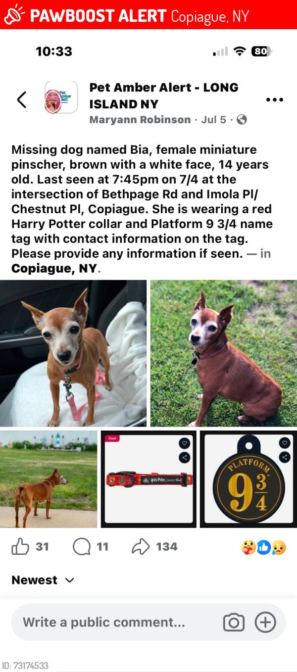 Lost Female Dog last seen Beth page Road, Imola Place/Chestnut Pl, Copiague, NY 11726