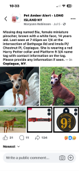 Lost Female Dog last seen Beth page Road, Imola Place/Chestnut Pl, Copiague, NY 11726