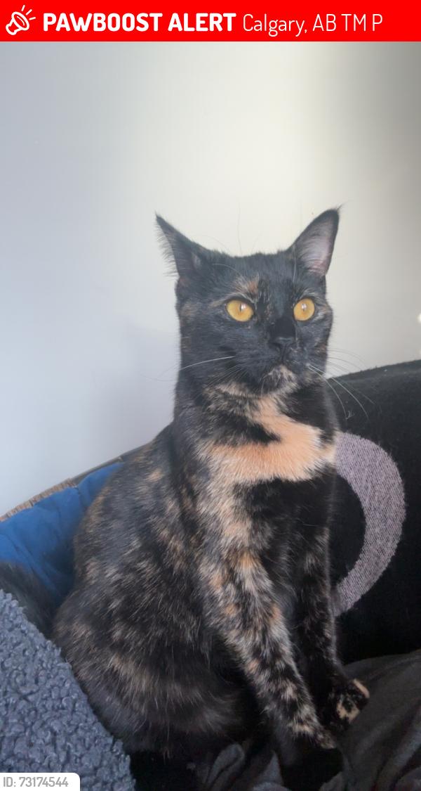Lost Female Cat last seen Near auburn glen view Se, Calgary, AB T3M 1P3