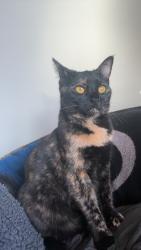 Lost Female Cat last seen Near auburn glen view Se, Calgary, AB T3M 1P3