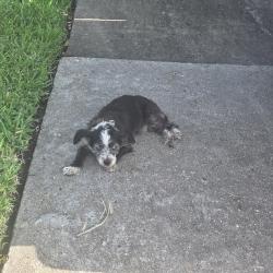 Found/Stray Male Dog last seen Quail Valley East at Hilton Head, Missouri City, TX 77459