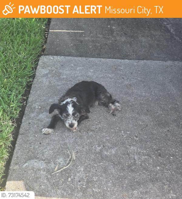 Found/Stray Male Dog last seen Quail Valley East at Hilton Head, Missouri City, TX 77459