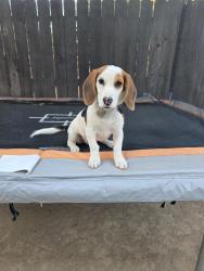 Reunited Female Dog last seen Herndon and brawley in the tractor supply parking lot, Fresno, CA 93722