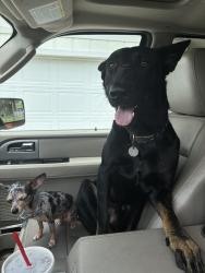 Lost Male Dog last seen Nova rd and Spruce creek, Port Orange, FL 32127