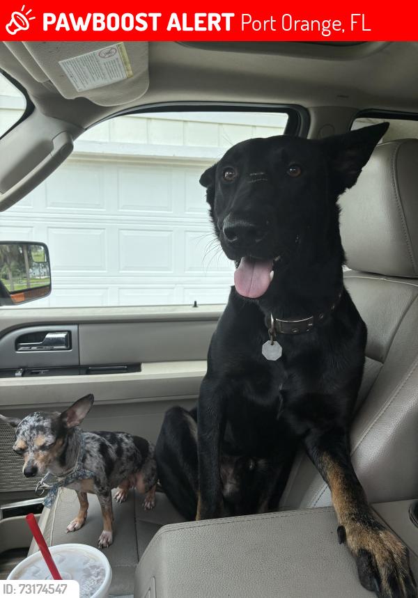 Lost Male Dog last seen Nova rd and Spruce creek, Port Orange, FL 32127