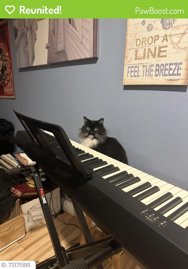 Reunited Male Cat last seen Near Gardenia Dr, Buena Park, CA 90620, USA, Buena Park, CA 90620