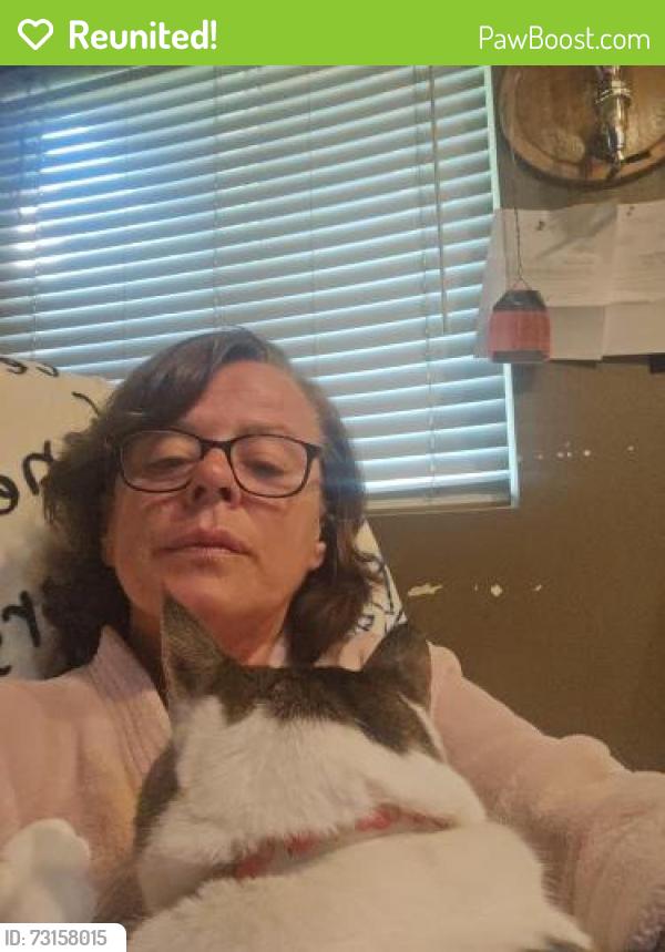 Reunited Male Cat last seen Lake lowe, Nampa, ID 83651