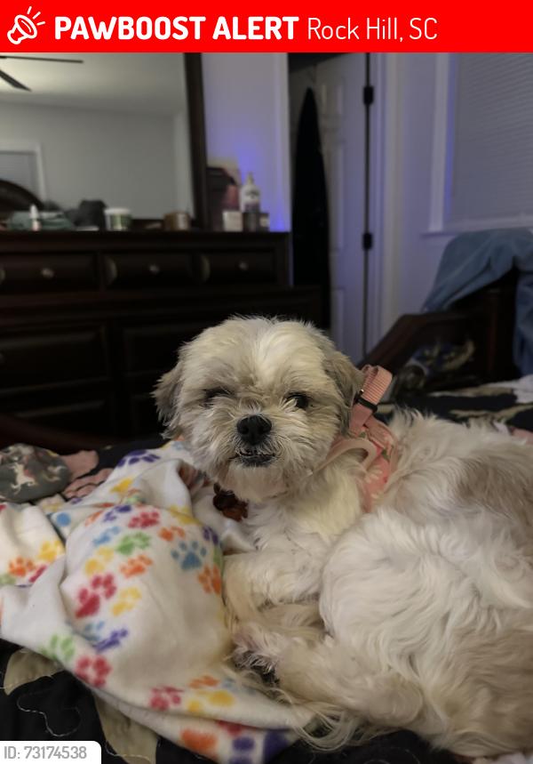 Lost Female Dog last seen Fieldcrest Circle and Farmview court Rock Hill SC, Rock Hill, SC 29732