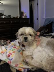Lost Female Dog last seen Fieldcrest Circle and Farmview court Rock Hill SC, Rock Hill, SC 29732