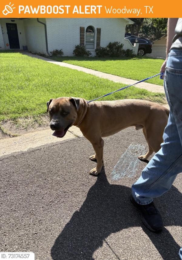 Found/Stray Unknown Dog last seen Woodway Texas, Woodway, TX 76712