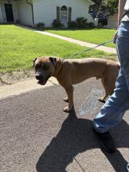 Found/Stray Unknown Dog last seen Woodway Texas, Woodway, TX 76712