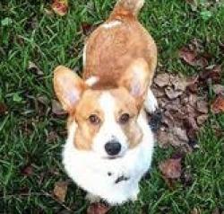 Found/Stray Male Dog last seen Greenwood Ave., Fort Smith, AR 72904