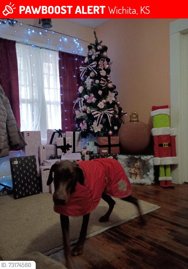 Lost Female Dog last seen Between Lincon, hillside and Washington ,, Wichita, KS 67207