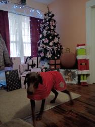 Lost Female Dog last seen Between Lincon, hillside and Washington ,, Wichita, KS 67207