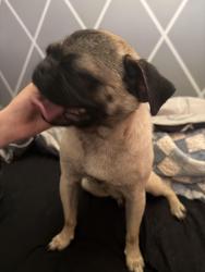 Found/Stray Female Dog last seen Old farm / Noriega, Bakersfield, CA 93312
