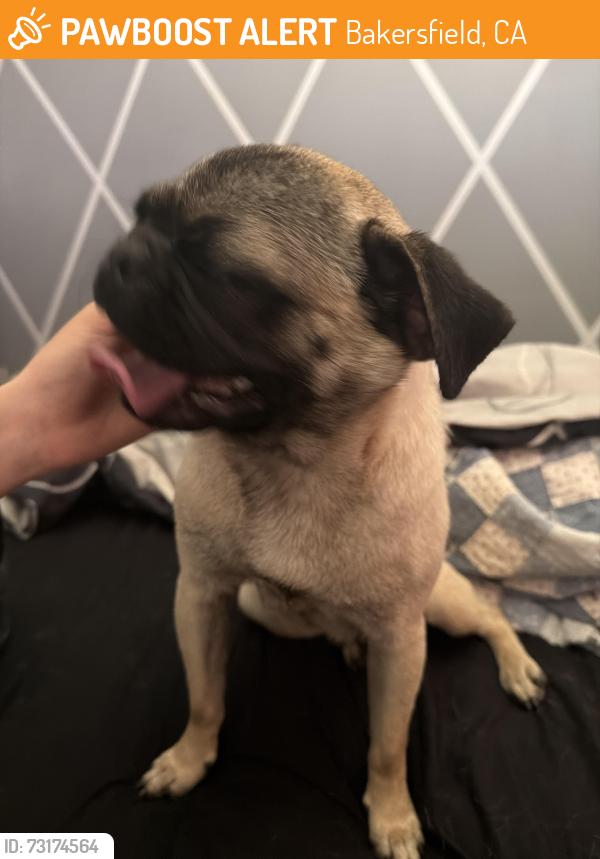 Found/Stray Female Dog last seen Old farm / Noriega, Bakersfield, CA 93312