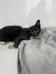Shelter Stray Female Cat last seen Near Forrester Lane, VIRGINIA BEACH, VA, 23452, 341 S Birdneck Rd, Virginia Beach, VA 23451, USA