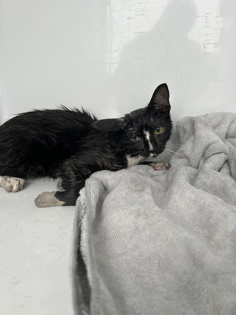 Shelter Stray Female Cat last seen Near Forrester Lane, VIRGINIA BEACH, VA, 23452, 341 S Birdneck Rd, Virginia Beach, VA 23451, USA