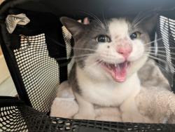 Shelter Stray Male Cat last seen Near holladay lane, VIRGINIA BEACH, VA, 23455, 341 S Birdneck Rd, Virginia Beach, VA 23451, USA