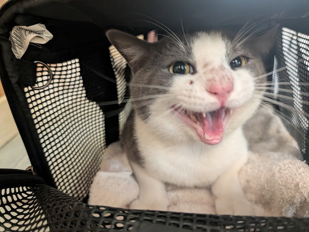 Shelter Stray Male Cat last seen Near holladay lane, VIRGINIA BEACH, VA, 23455, 341 S Birdneck Rd, Virginia Beach, VA 23451, USA
