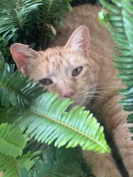 Lost Male Cat last seen 122nd and Nonesuch Road, Oklahoma City, OK 73131