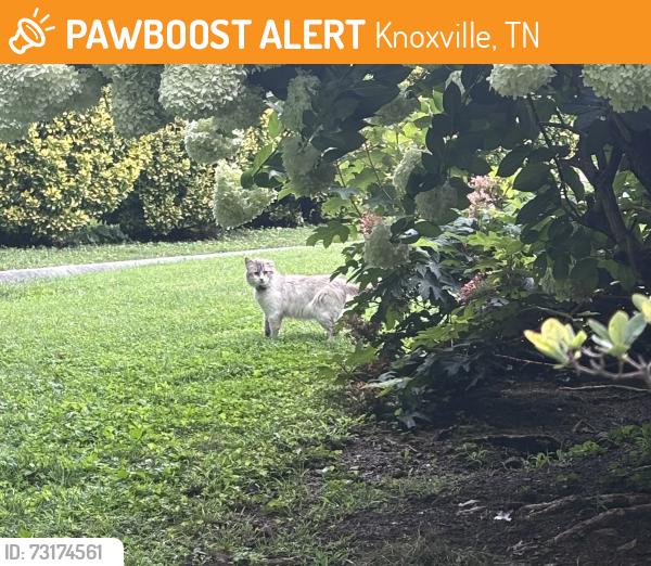 Found/Stray Unknown Cat last seen Haynes Sterchi Road, Knoxville, TN 37912
