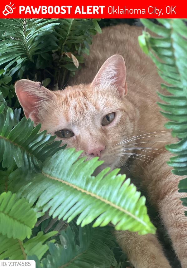 Lost Male Cat last seen 122nd and Nonesuch Road, Oklahoma City, OK 73131