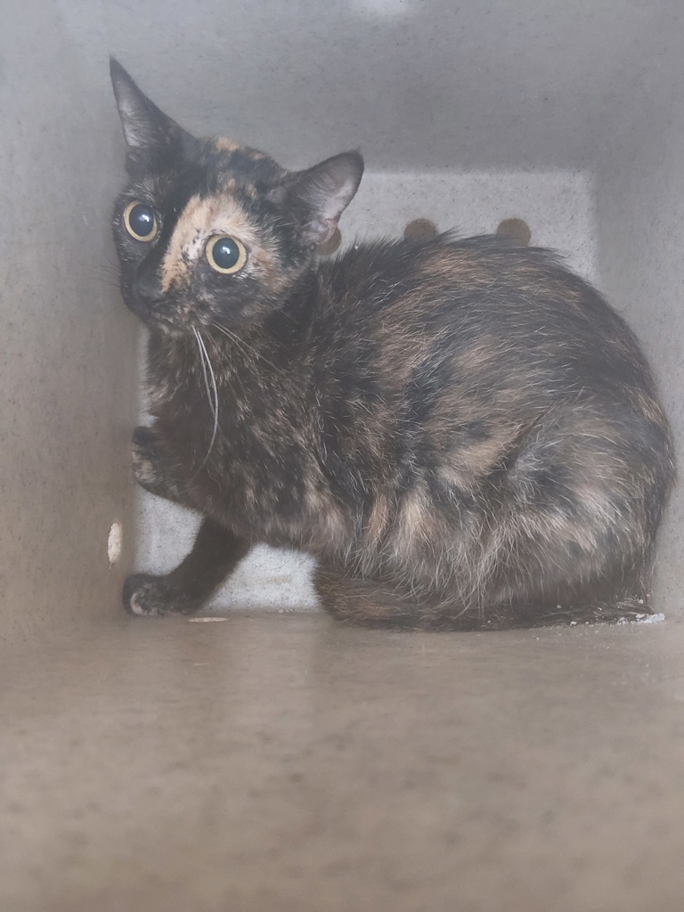 Shelter Stray Female Cat last seen Near McNary Street, BROUSSARD, LA, 70518, 410 Dugas Rd, Lafayette, LA 70507, USA