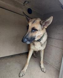 Shelter Stray Female Dog last seen Near Shantel Road, LAFAYETTE, LA, 70507, 410 Dugas Rd, Lafayette, LA 70507, USA