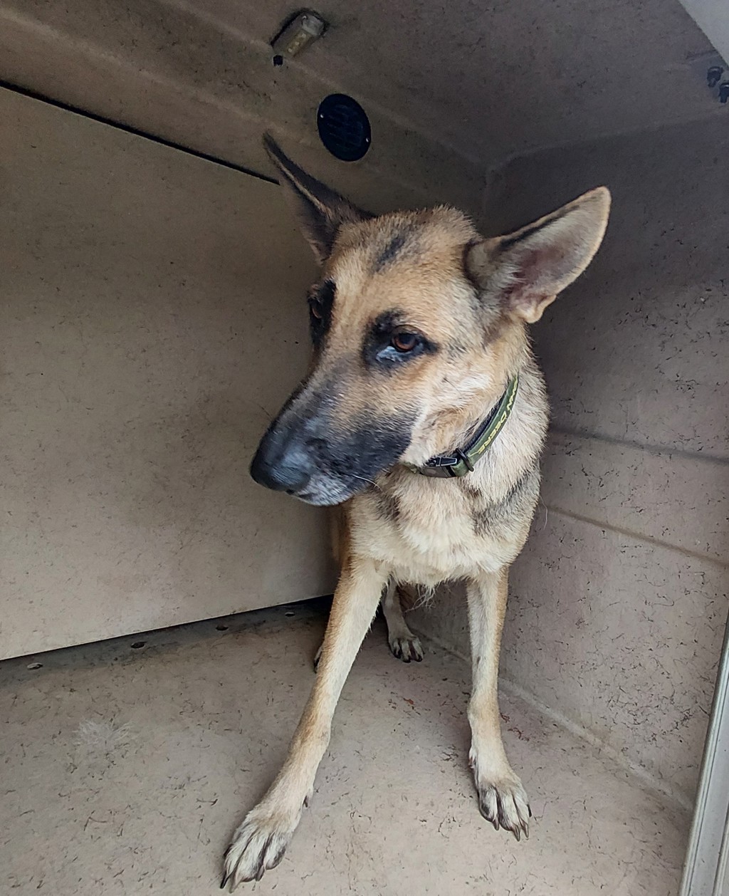 Shelter Stray Female Dog last seen Near Shantel Road, LAFAYETTE, LA, 70507, 410 Dugas Rd, Lafayette, LA 70507, USA
