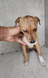 Shelter Stray Female Dog last seen Near Shantel Road, LAFAYETTE, LA, 70507, 410 Dugas Rd, Lafayette, LA 70507, USA