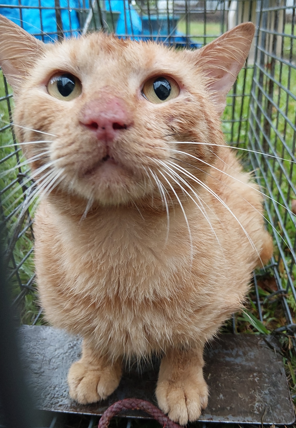 Shelter Stray Male Cat last seen Near Belleau Street, LAFAYETTE, LA, 70501, 410 Dugas Rd, Lafayette, LA 70507, USA
