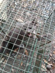 Shelter Stray Unknown Cat last seen Near La 1252, CARENCRO, LA, 70520, 410 Dugas Rd, Lafayette, LA 70507, USA