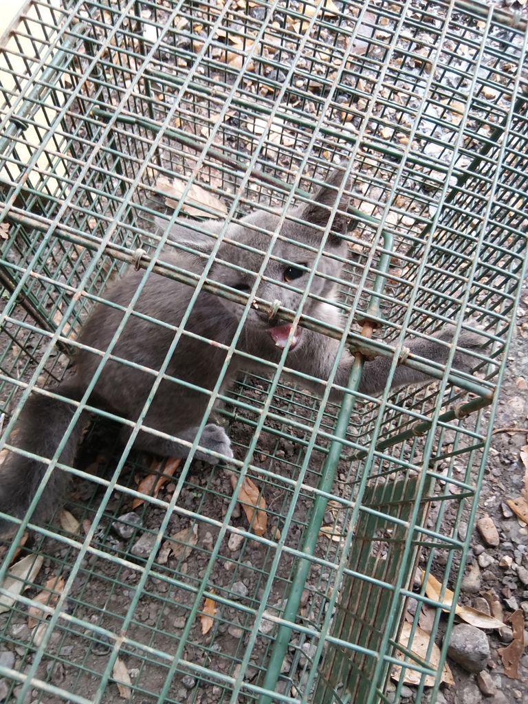 Shelter Stray Unknown Cat last seen Near La 1252, CARENCRO, LA, 70520, 410 Dugas Rd, Lafayette, LA 70507, USA