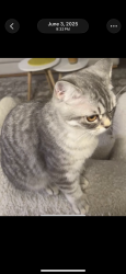 Reunited Female Cat last seen garage of 57 willow drive area, Barrie, ON L4N 0E4