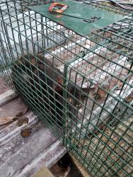 Shelter Stray Female Cat last seen Near La 1252, CARENCRO, LA, 70520, 410 Dugas Rd, Lafayette, LA 70507, USA