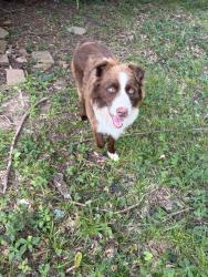 Found/Stray Unknown Dog last seen Estes St, Memphis, TN 38103