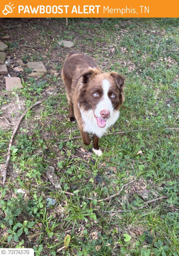 Found/Stray Unknown Dog last seen Estes St, Memphis, TN 38103