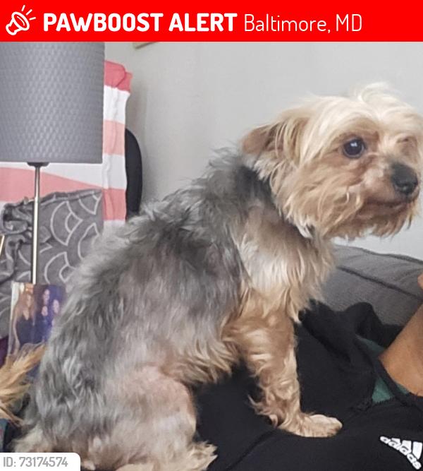 Lost Female Dog last seen Edmondson Village Colborne / Mt Holly, Baltimore, MD 21229
