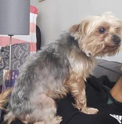 Lost Female Dog last seen Edmondson Village Colborne / Mt Holly, Baltimore, MD 21229