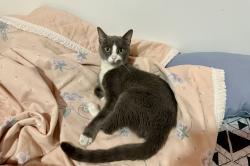 Reunited Female Cat last seen Near Stockholm street, Queens, NY 11385