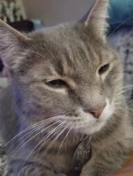 Lost Female Cat last seen Vista del Sol y Joe battle, El Paso County, TX 79928