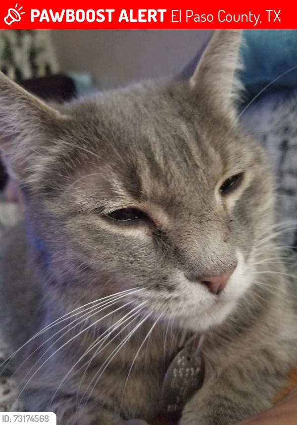 Lost Female Cat last seen Vista del Sol y Joe battle, El Paso County, TX 79928