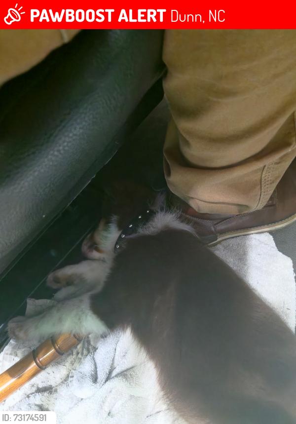 Lost Male Dog last seen Near sandler Rd Dunn, NC, Dunn, NC 28334